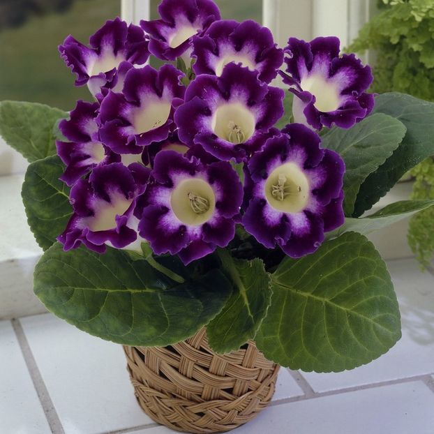 gloxinia-hollywood-poza net - Hollywood