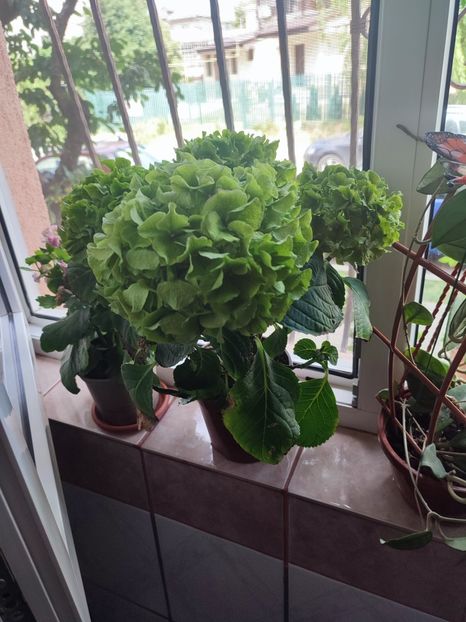 A devenit verde! - Hortensia