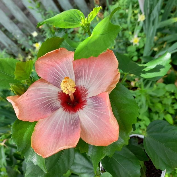 09.06.2022 - HIBISCUSI 2022-1
