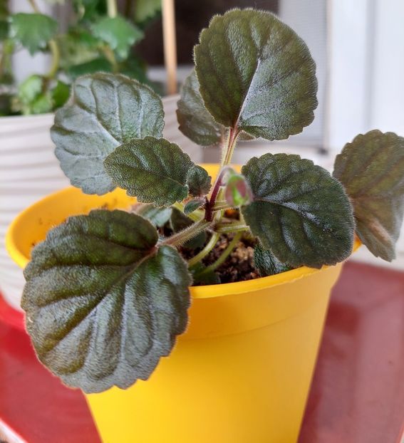 În sfârșit avem bobocei! - MINISINNINGII