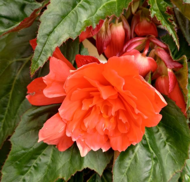  - Sub tutela soarelui