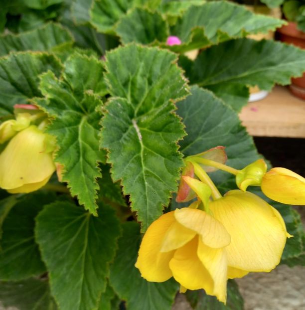  - Sub tutela soarelui