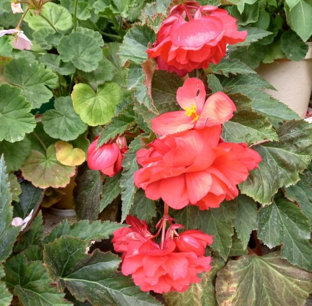  - Sub tutela soarelui