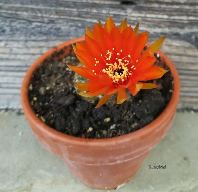  - Lobivia arachnacantha cv orange