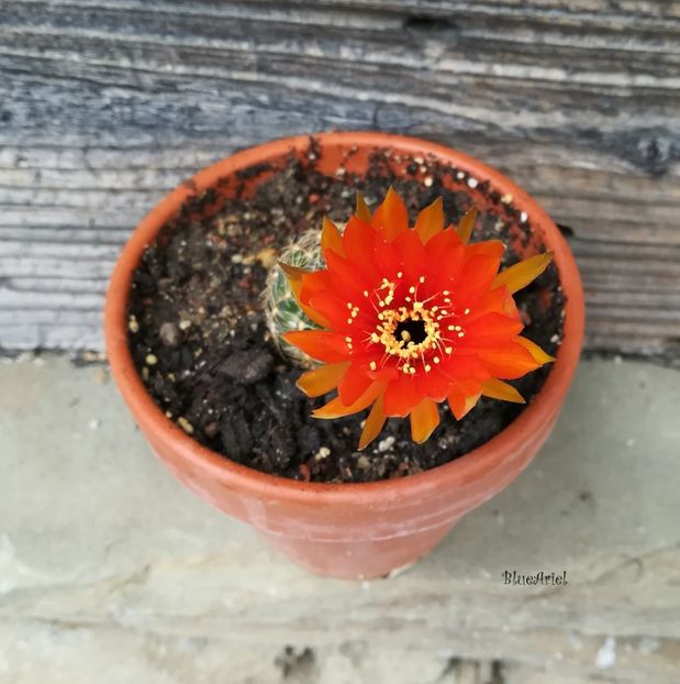  - Lobivia arachnacantha cv orange