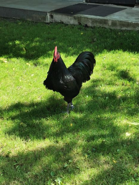  - Australorp Negru