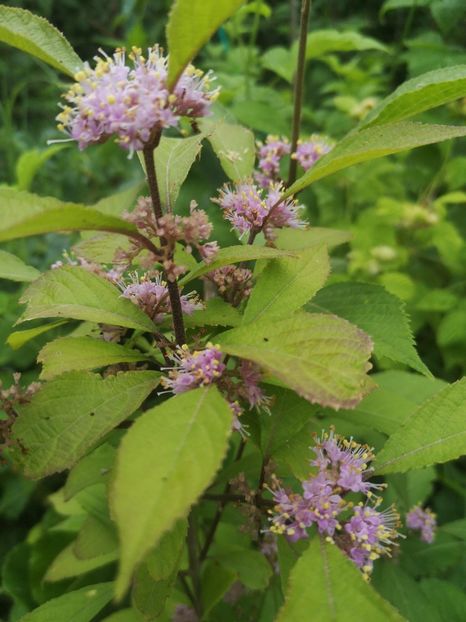 calicarpa - Gradina flori 2025