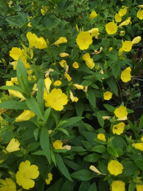  - Gradina flori 202t