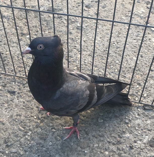 EF383525-611F-49D9-9FC8-9F3E9E86A78C - Pui zb de Beograd 2022