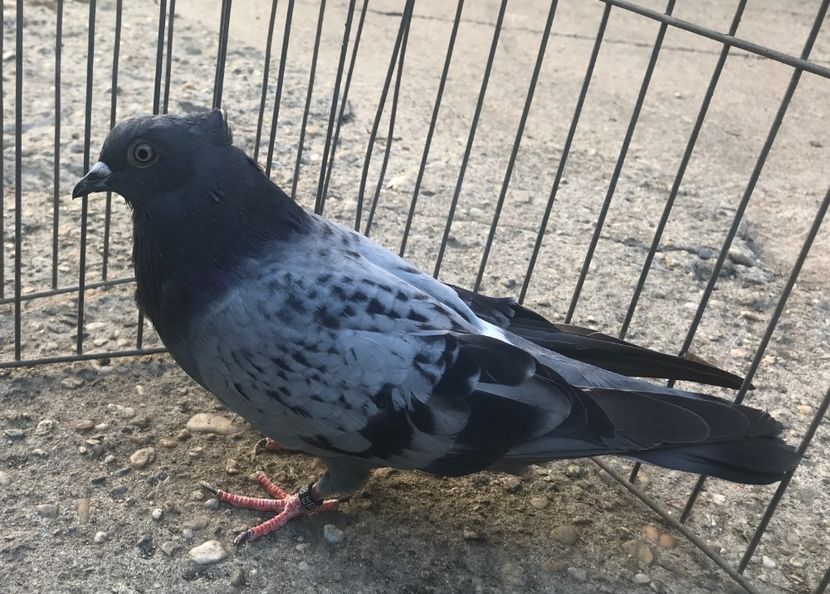 9A0E681B-952E-4EEA-B352-38B7A82DE90A - Pui zb de Beograd 2022