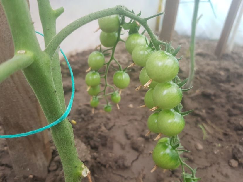 Ema de Buzau - Iunie 2022 tomate