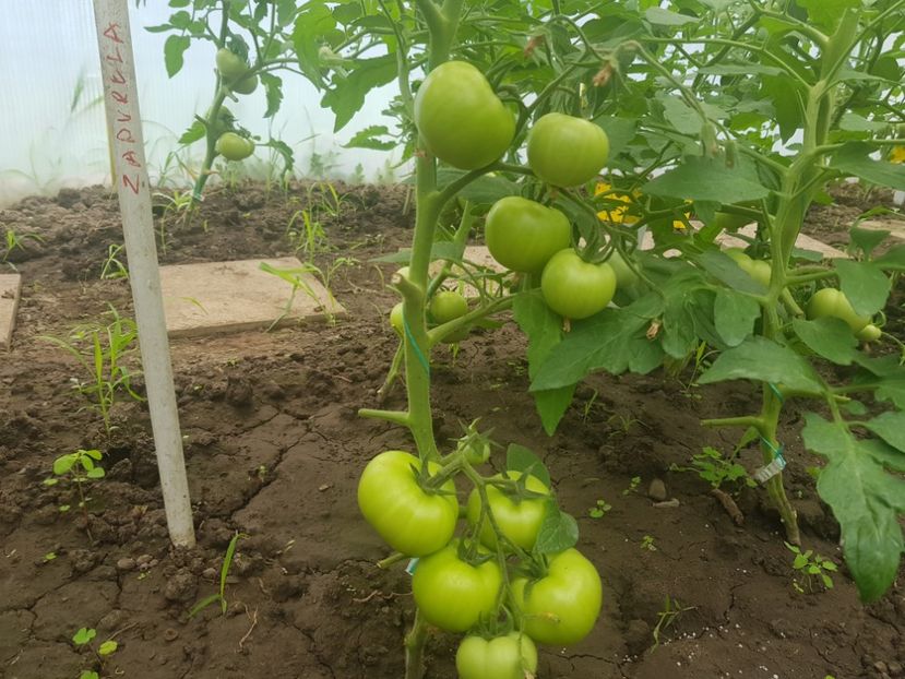 Zadurella f1 - Iunie 2022 tomate