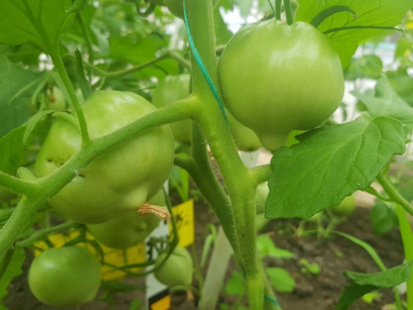 Andrada de Buzau inima de bou - Iunie 2022 tomate