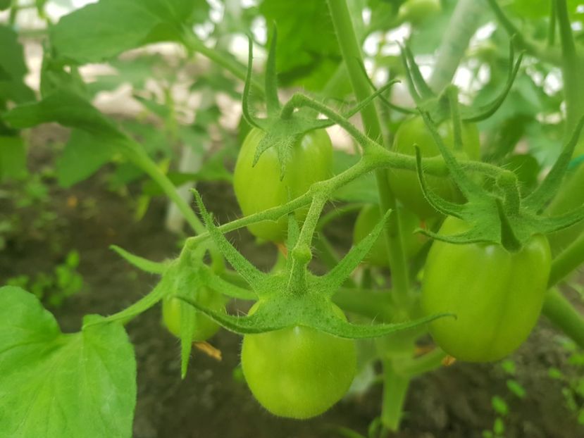 Rosii Roma - Iunie 2022 tomate