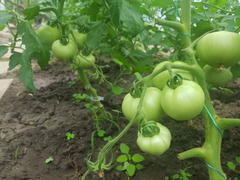 Rosii galbene Nectaria - Iunie 2022 tomate