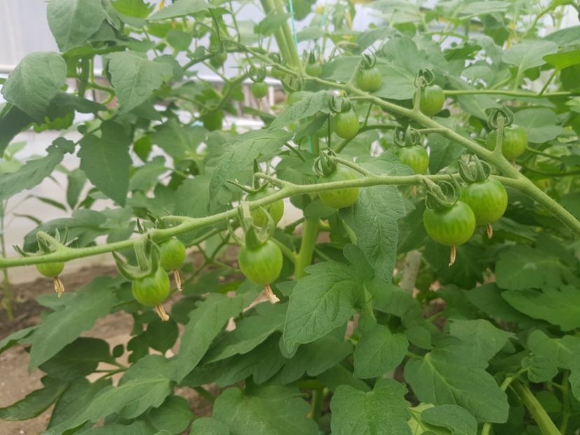 Cherolla F1 - Iunie 2022 tomate