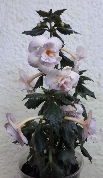  - 0001 2022 - BriD s Viktoria