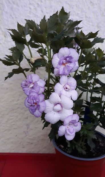  - 0001 2022 - Queen of Lace