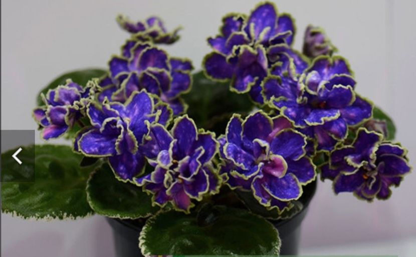 Poza net - ND Bosfor Vostochnyy