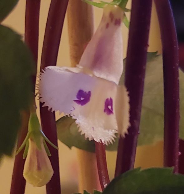 FIMBRIATA - AAA Achimenes 2022