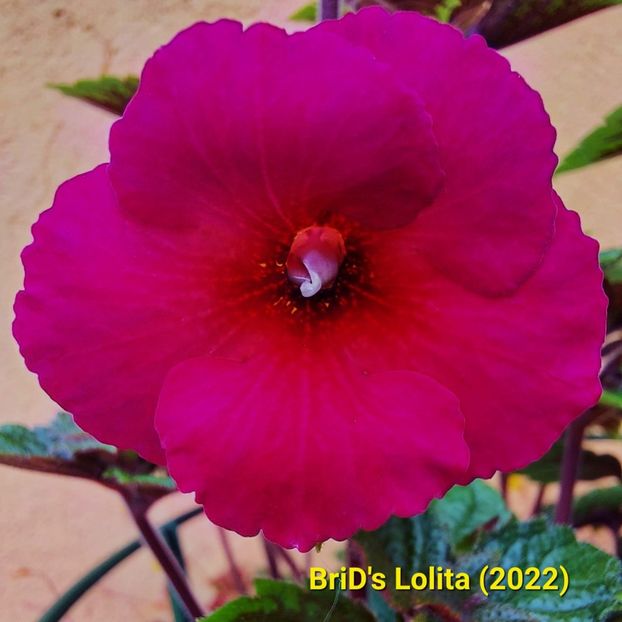 2022.06.08 - Achi din semințe BriDs 2022