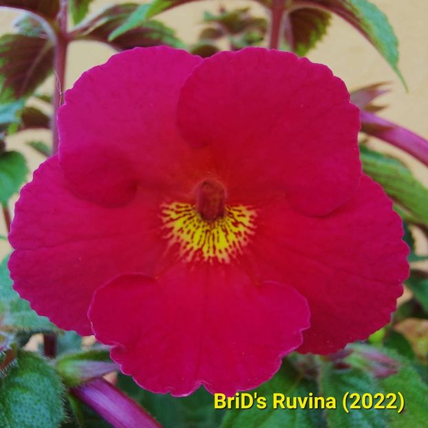 2022.06.08 - Achi din semințe BriDs 2022