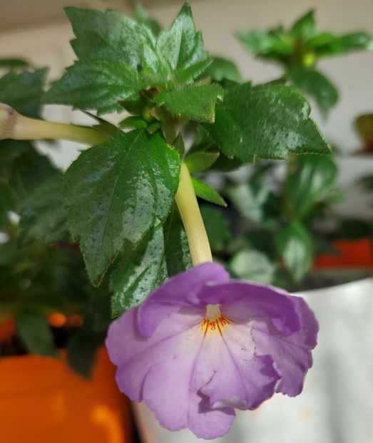 CRYSTALYNN - AAA Achimenes 2022