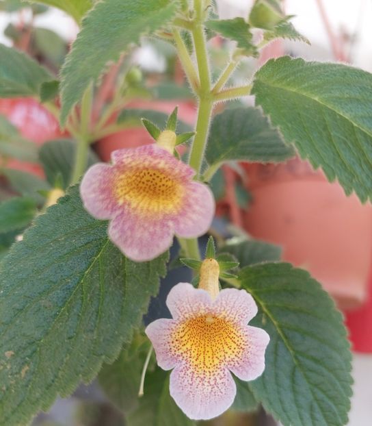 MMs DAWN - AAA RIZOMI ACHIMENES DISPONIBILI -2023