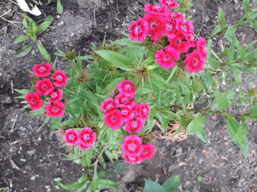 20220604_145702[2] - dianthus