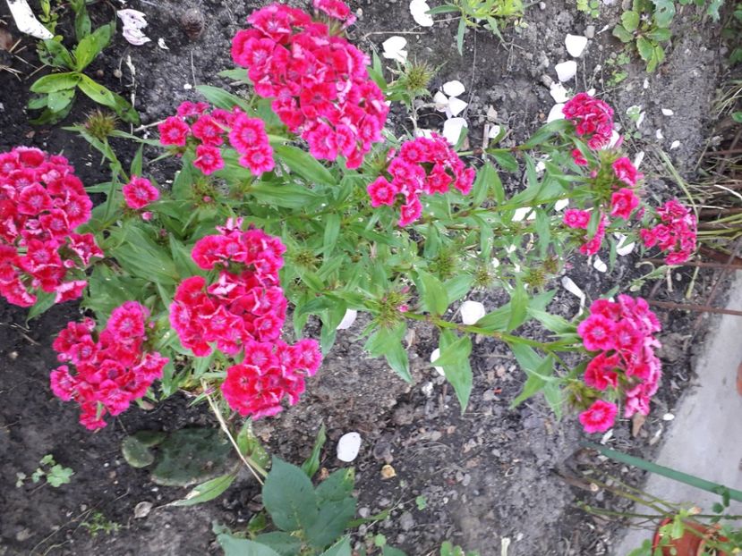 20220609_070708[1] - dianthus
