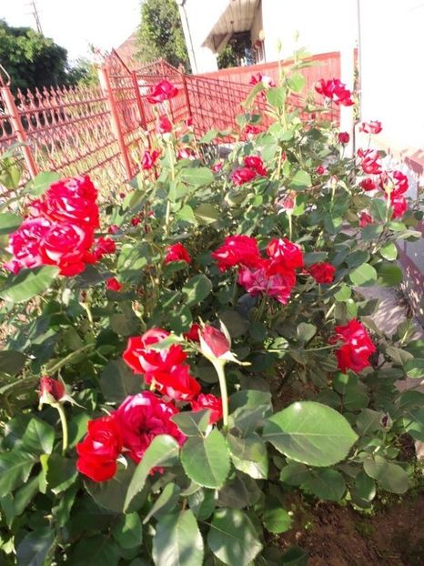  - Trandafiri in gradina mea