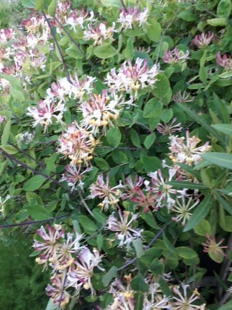  - lonicera