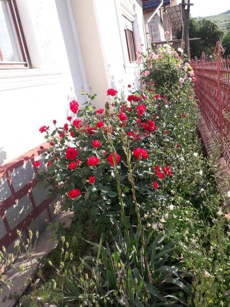  - Trandafiri in gradina mea