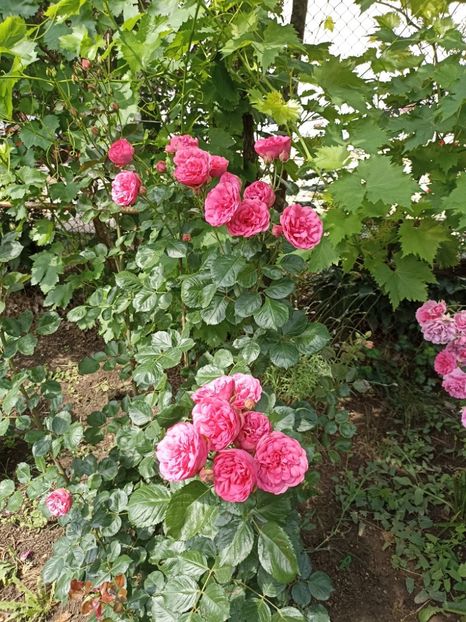 2022 - 10.06 - Baronesse