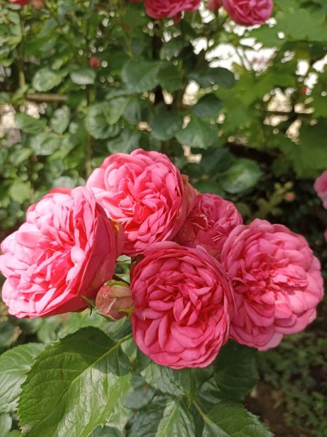 2022 - 10.06 - Baronesse