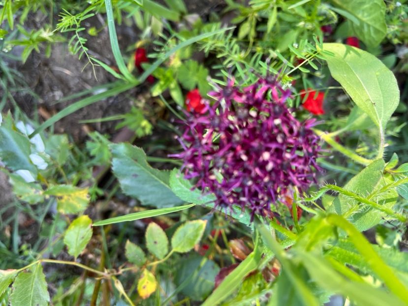 F15F3F99-F729-438F-A671-00F14759930B - Allium 2020 21 22