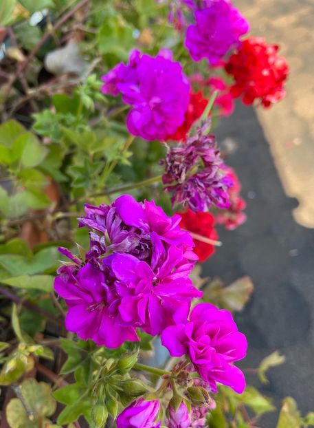 B4C4A99F-C19E-4739-B4B5-5D8D3296778B - Muscate 2021 22