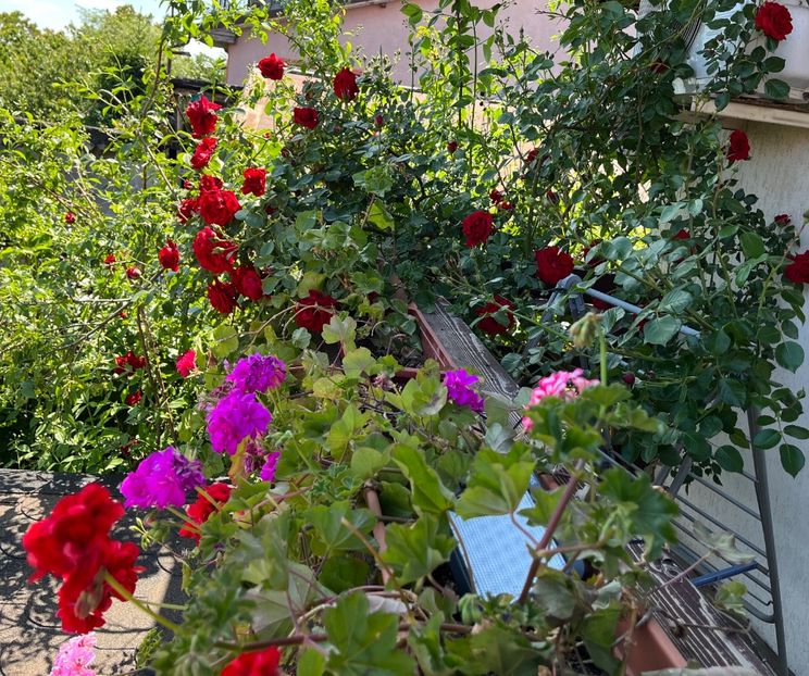 EE2D3DC8-F736-4F4B-9C7C-242DE12C5CC5 - Muscate 2021 22