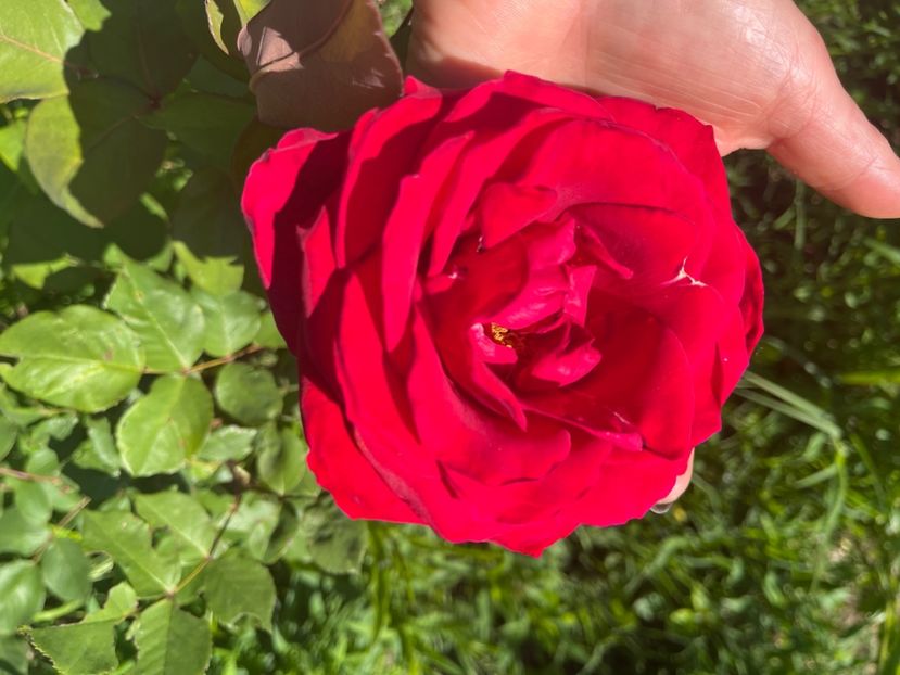 C97EDBCE-827B-4E8B-B347-2A6CF468643F - Trandafiri 2022