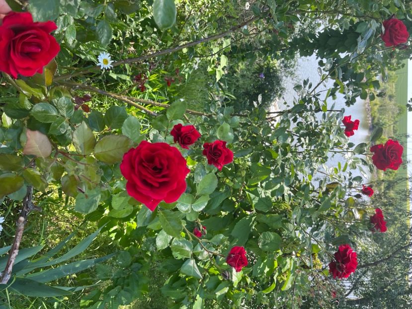 CE95032C-7272-48E6-84D8-BCAB0A97F870 - Trandafiri 2022