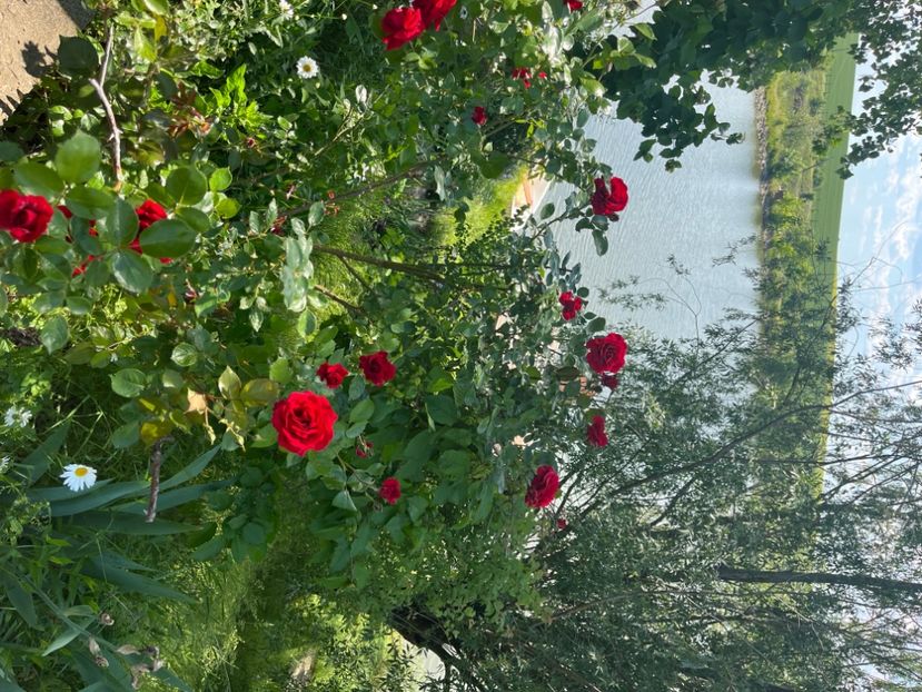 44A1BEFC-0B48-4ACA-A444-FCD408748C99 - Trandafiri 2022