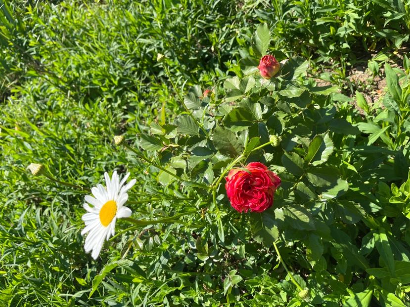 6E29CC04-0EB1-487F-B150-1E557901F011 - Trandafiri 2022