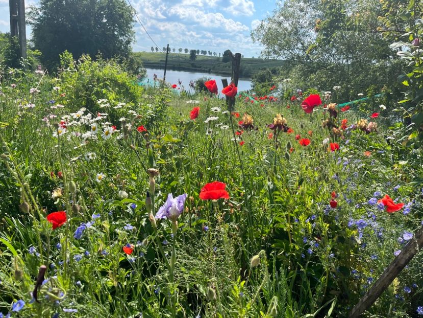 BE8A7578-81D3-4657-B8F5-45FE22B12C45 - Trandafiri 2022