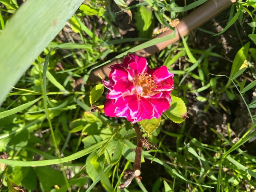 5D343480-4B7C-4075-B4EF-23B6BE1AE693 - Trandafiri 2022