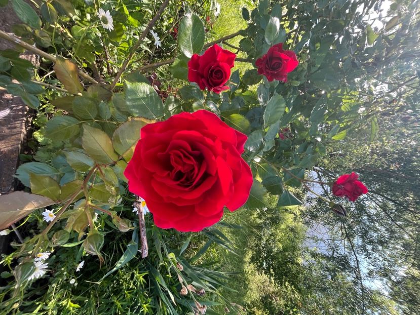 6C344278-7712-4F54-A40C-2A08956CE8D2 - Trandafiri 2022