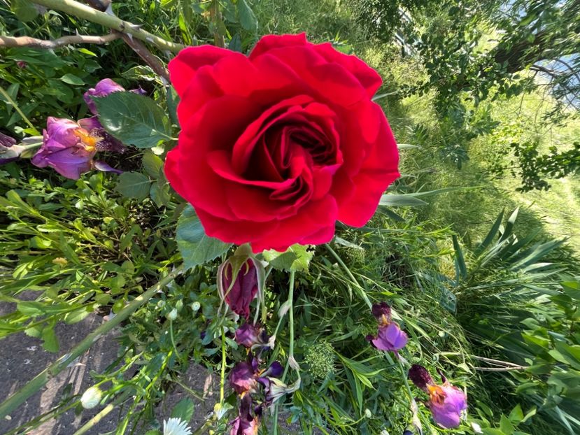 BA816BEF-1FEF-43B8-99F0-B4C34D4B9065 - Trandafiri 2022