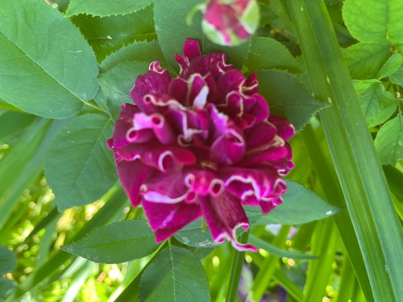 14CAFA70-273D-4FBF-9F8C-AC02BC7271D8 - Trandafiri 2022