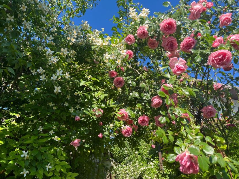 2DD6CABF-C190-4934-AB65-107F749E8999 - Trandafiri 2022