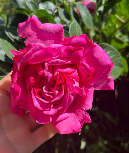 801960A7-12BA-4926-AFC9-3FE5370111EE - Trandafiri 2022