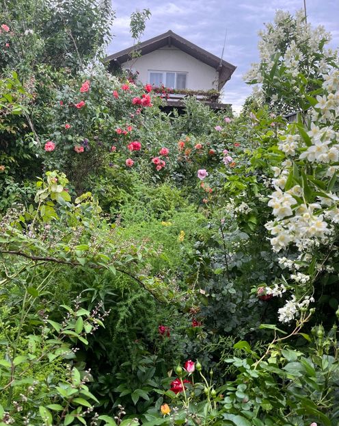 AA46D1E7-64DC-4093-8906-1547EBCA2500 - Trandafiri 2022